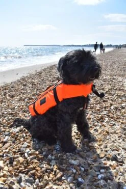 Typhoon Totland Dog Buoyancy Aid - Orange/Black